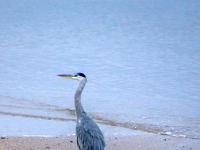 Graureiher am sandigen Douro Ufer